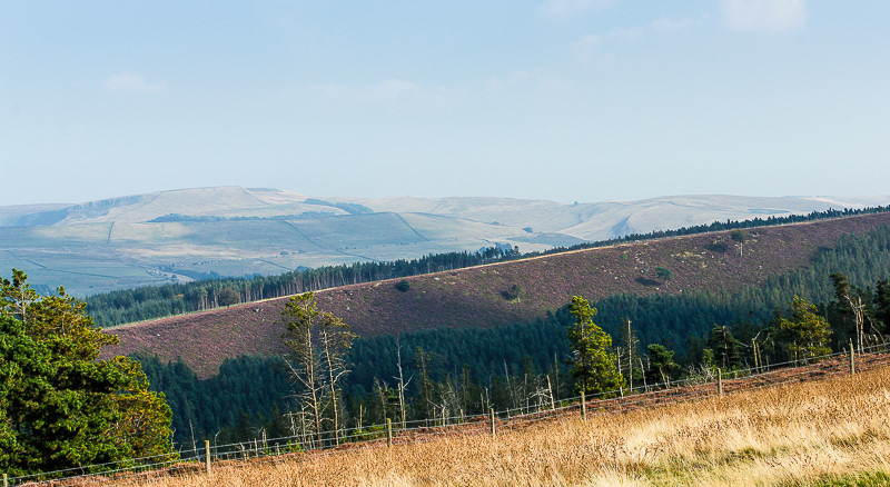 Goyt Forest Goyt Forest